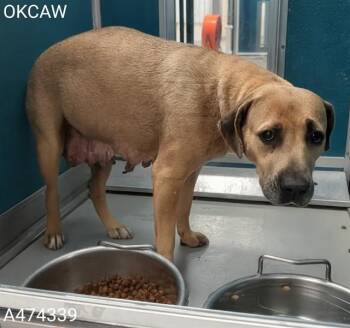 American Staffordshire Terrier and Mixed Breed Dogs Available for Adoption in Oklahoma City, Oklahoma - A474339 | PetCurious