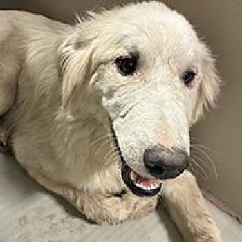 Yogurt - URGENT -  Great Pyrenees and Golden Retriever Dog for Adoption in Thousand Oaks, California - Yogurt - URGENT | PetCurious