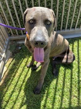 Ozzy -  American Staffordshire Terrier Dog for Adoption in Frazier Park, California - Ozzy | PetCurious
