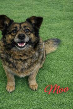 Terrier and Yorkshire Terrier Dogs Available for Adoption - Moo | PetCurious