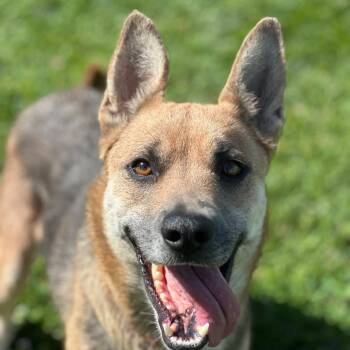 BabyGirl -  German Shepherd Dog Dog for Adoption in San Francisco, California - BabyGirl | PetCurious