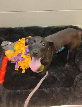 Jade -  Staffordshire Bull Terrier Dog for Adoption in Kalamazoo, Michigan - Jade | PetCurious