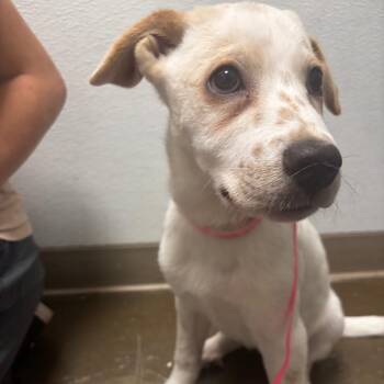 Riley -  Mixed Breed Dog for Adoption in Tulsa, Oklahoma - Riley | PetCurious
