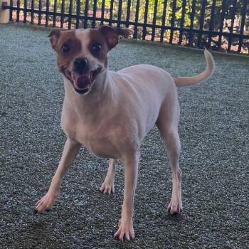 Jack Russell Terrier and Chihuahua Dogs Available for Adoption in West Palm Beach, Florida - Molly | PetCurious