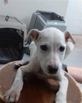 A185179 -  German Shepherd Dog and Mixed Breed Dog Available for Adoption in Pasadena, Texas - A185179 | PetCurious