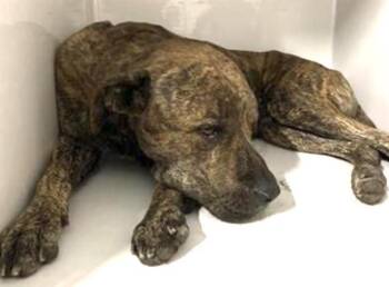 Pit Bull Terrier and Mixed Breed Dogs Available for Adoption - A651456 | PetCurious