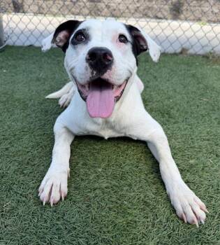 COSMO -  Mixed Breed Dog for Adoption in Columbia, South Carolina - COSMO | PetCurious