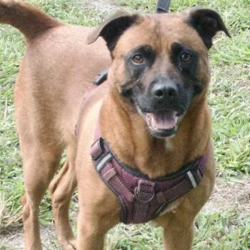 Rescue Mixed Breed Dogs for Adoption in Gloucester, Virginia - Luna | PetCurious