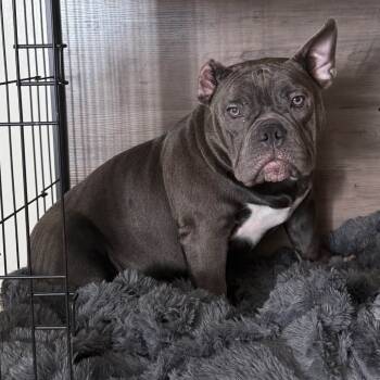 Rescue French Bulldog Dogs for Adoption in Baton Rouge, Louisiana - Hanna Hippo | PetCurious