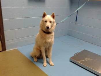 Rescue Siberian Husky Dogs for Adoption in San Marcos, California - URGENT! SAVE ME PLEASE! Frisco -ID#A546521 | PetCurious