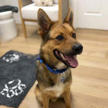 Bennie -  German Shepherd Dog and Mixed Breed Dog for Adoption in Chesapeake, Virginia - Bennie | PetCurious