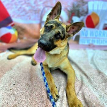 Rescue German Shepherd Dog Dogs for Adoption in Long Beach, California - KIRKPATRICK | PetCurious