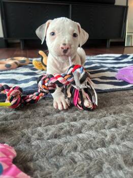 Marcy -  American Bulldog and American Staffordshire Terrier Dog for Adoption in Phoenix, Arizona - Marcy | PetCurious