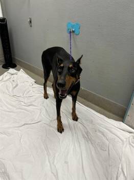 JAZZY -  Doberman Pinscher Dog for Adoption in Las Vegas, Nevada - JAZZY | PetCurious