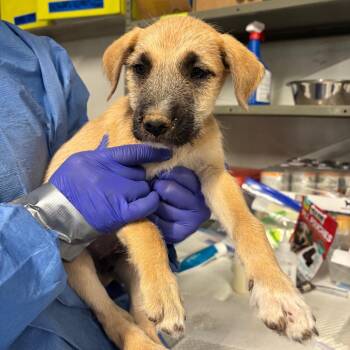 Renaissance -  Mixed Breed Dog for Adoption in Moab, Utah - Renaissance | PetCurious