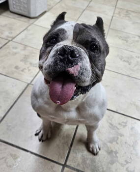 Rescue American Bulldog Dogs for Adoption in El Centro, California - Dolly | PetCurious