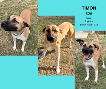 Rescue Black Mouth Cur Dogs for Adoption in Decatur, Alabama - Timon | PetCurious