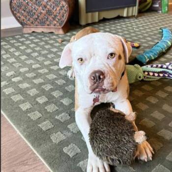 Auggie the Unwrapped -  American Bulldog Dog for Adoption in Austin, Texas - Auggie The Unwrapped | PetCurious