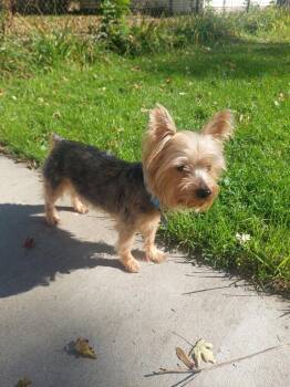 Joey -  Yorkshire Terrier Dog for Adoption in Minneapolis, Minnesota - Joey | PetCurious
