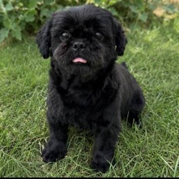 Molly -  Shih Tzu Dog for Adoption in Pelham, New Hampshire - Molly | PetCurious