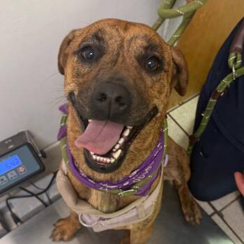 Mixed Breed Dogs Available for Adoption in Charleston, West Virginia - Cannoli | PetCurious