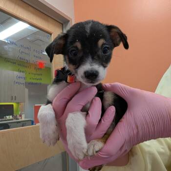 Mixed Breed Dogs Available for Adoption in Austin, Texas - Root | PetCurious