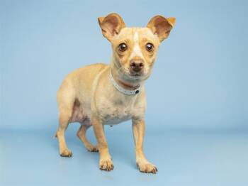 Chihuahua Dogs Available for Adoption in Phoenix, Arizona - MAGGIE | PetCurious