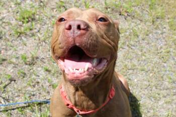 Delilah -  American Staffordshire Terrier and Dogue De Bordeaux Dog for Adoption in Brockton, Massachusetts - Delilah | PetCurious