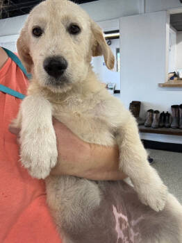 Rescue Poodle and Australian Shepherd Dogs for Adoption in Thompson Falls, Montana - Opal | PetCurious