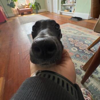 Whippet and Golden Retriever Dogs Available for Adoption in Naperville, Illinois - Zuma | PetCurious