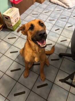 Rocco -  Mastiff and Mixed Breed Dog for Adoption in Cortland, New York - Rocco | PetCurious