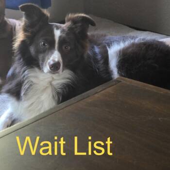 Gizmo -  Cattle Dog and Collie Dog for Adoption in Livingston, Texas - Gizmo | PetCurious