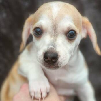 Chihuahua and Dachshund Dogs Available for Adoption in Austin, Texas - Kristoff AB | PetCurious