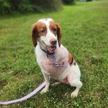 Ginger -  Brittany Spaniel Dog for Adoption in Fenton, Michigan - Ginger | PetCurious