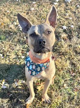 Rescue Terrier Dogs for Adoption in Washington, Pennsylvania - Angus | PetCurious