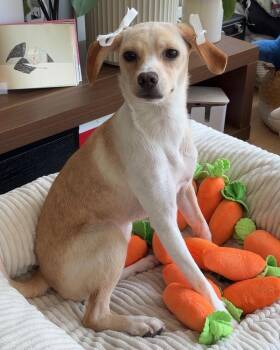Snug -  Terrier and Beagle Dog for Adoption in New York, New York - Snug | PetCurious