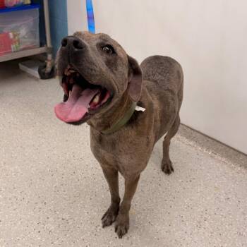 Harley -  Pit Bull Terrier Dog for Adoption in Indianapolis, Indiana - Harley | PetCurious