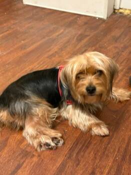 Lincoln -  Yorkshire Terrier Dog for Adoption in Louisville, Kentucky - Lincoln | PetCurious