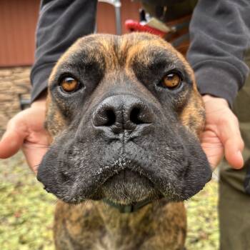 Rescue Mixed Breed Dogs for Adoption in Fairport, New York - Kharma | PetCurious