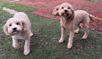 Biscuit And Bowie -  Miniature Poodle Dog for Adoption in Carlsbad, California - Biscuit And Bowie | PetCurious