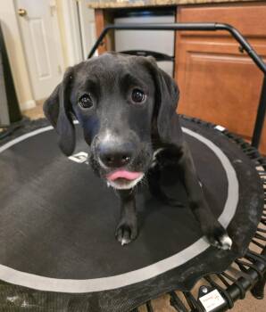 Mixed Breed Dogs Available for Adoption - Marley | PetCurious