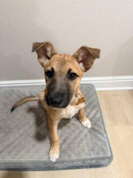 JUNE -  Shepherd Dog for Adoption in Broomfield, Colorado - JUNE | PetCurious