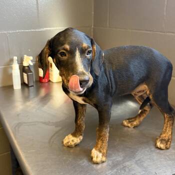 Charlie -  Hound and Mixed Breed Dog for Adoption in Tuscaloosa, Alabama - Charlie | PetCurious