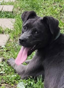 Rescue Labrador Retriever and American Staffordshire Terrier Dogs for Adoption in Tulsa, Oklahoma - Brynn | PetCurious