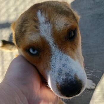 Virgil -  Mixed Breed Dog for Adoption in Uniontown, Pennsylvania - Virgil | PetCurious