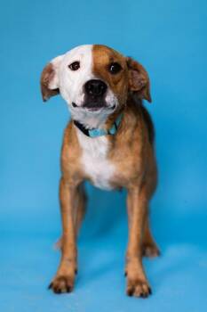 PATCHES -  Hound Dog for Adoption in Pegram, Tennessee - PATCHES | PetCurious