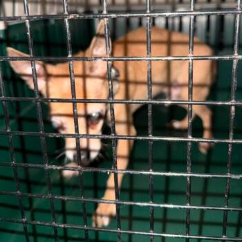 Rocky Stray Hold 7/9 -  Mixed Breed Dog for Adoption in Huntington, West Virginia - Rocky Stray Hold 7/9 | PetCurious