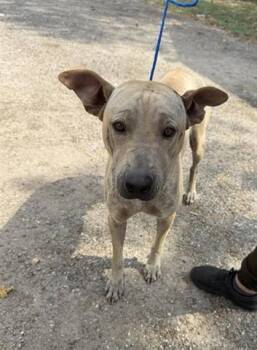 Rescue Labrador Retriever and Mixed Breed Dogs for Adoption in Houston, Texas - A645350 | PetCurious
