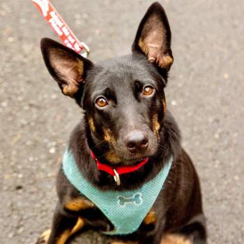 Lynn -  Rat Terrier and Terrier Dog for Adoption in Bloomfield, Connecticut - Lynn | PetCurious