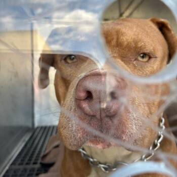 Toast -  Mixed Breed Dog for Adoption in Philadelphia, Pennsylvania - Toast | PetCurious